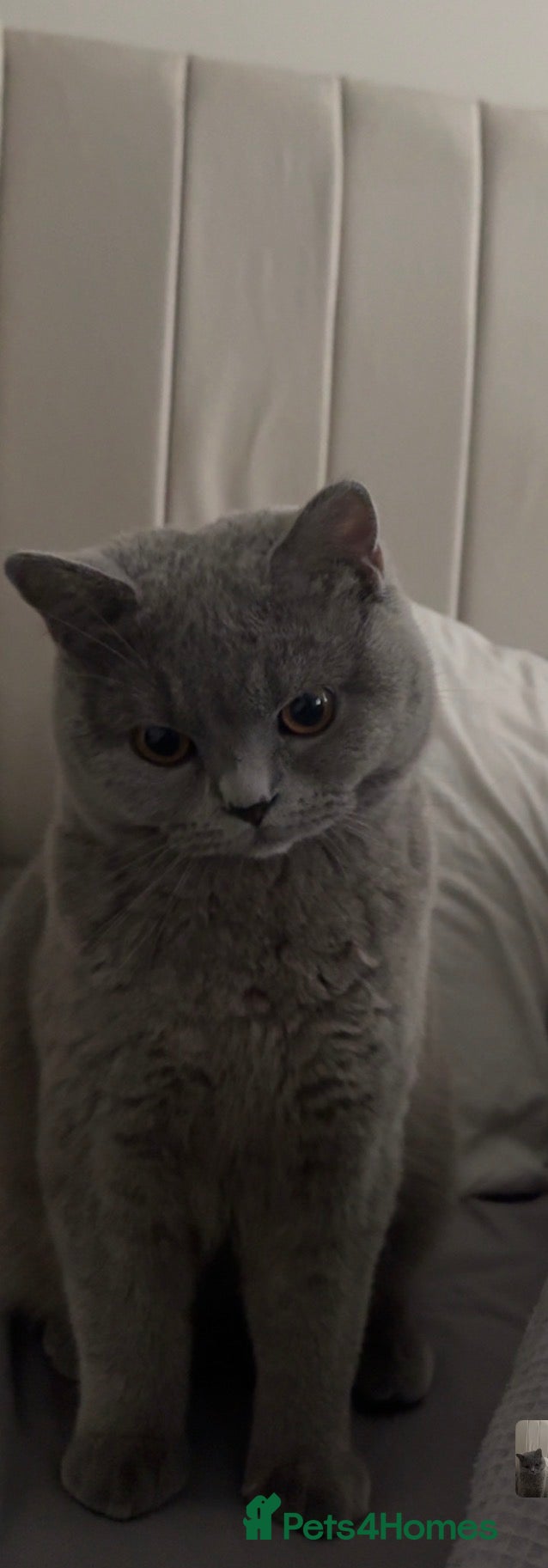 British Shorthair cats Mochi  - Advert 1