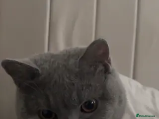 British Shorthair cats Mochi - Advert 1