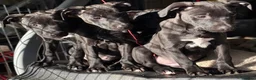 Lurcher dogs for sale: Stunning pups. Beautifully bred lurchers - Advert 9