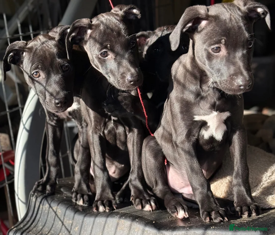 Lurcher dogs for sale: Stunning pups. Beautifully bred lurchers - Advert 9