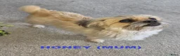 Mixed Breed dogs for sale: Beautiful Shorkie-Poo / Pom-Poo Puppies - Advert 5