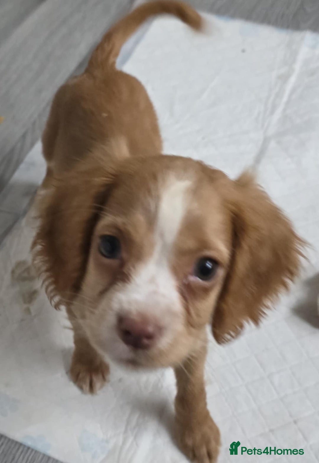 Cocker Spaniel dogs for sale: 5 month Old Cocker Spaniel Bitch - Advert 5