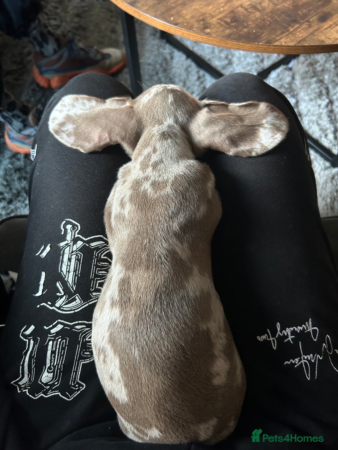 Miniature Dachshund dogs for sale: Silver dapple dachshund  - Advert 9