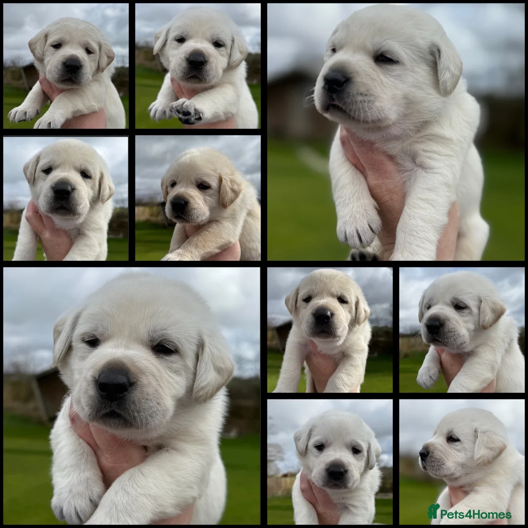 Labrador Retriever dogs for sale: 10 chunky Yellow/white labs 280 plus clear DNA - Advert 1
