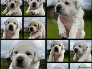 Labrador Retriever dogs 10 chunky Yellow/white labs 280 plus clear DNA - Advert 13