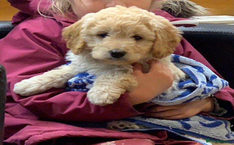 Labradoodle dogs - Advert 1