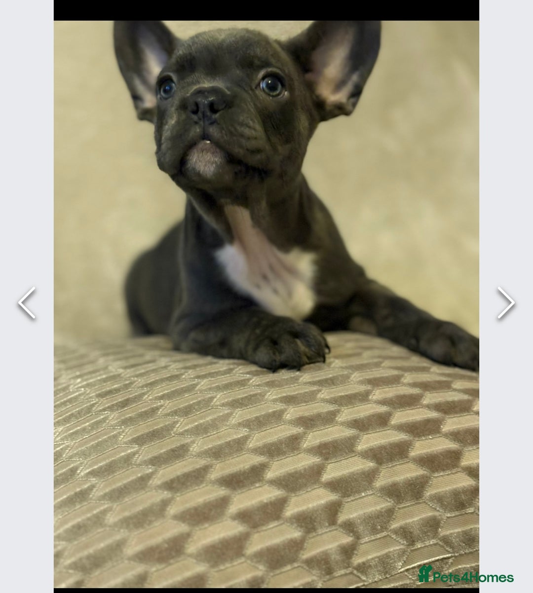 French Bulldog dogs for sale: Beautiful French Bulldog for sale  - Advert 11