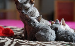 Devon Rex cats for sale: 💙 Devon Rex Female Kitten Available 💙 - Image 29