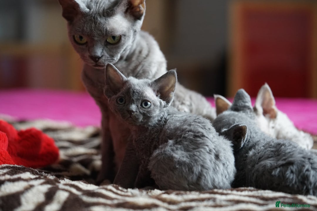 Devon Rex cats for sale: 💙 Devon Rex Female Kitten Available 💙 - Image 29