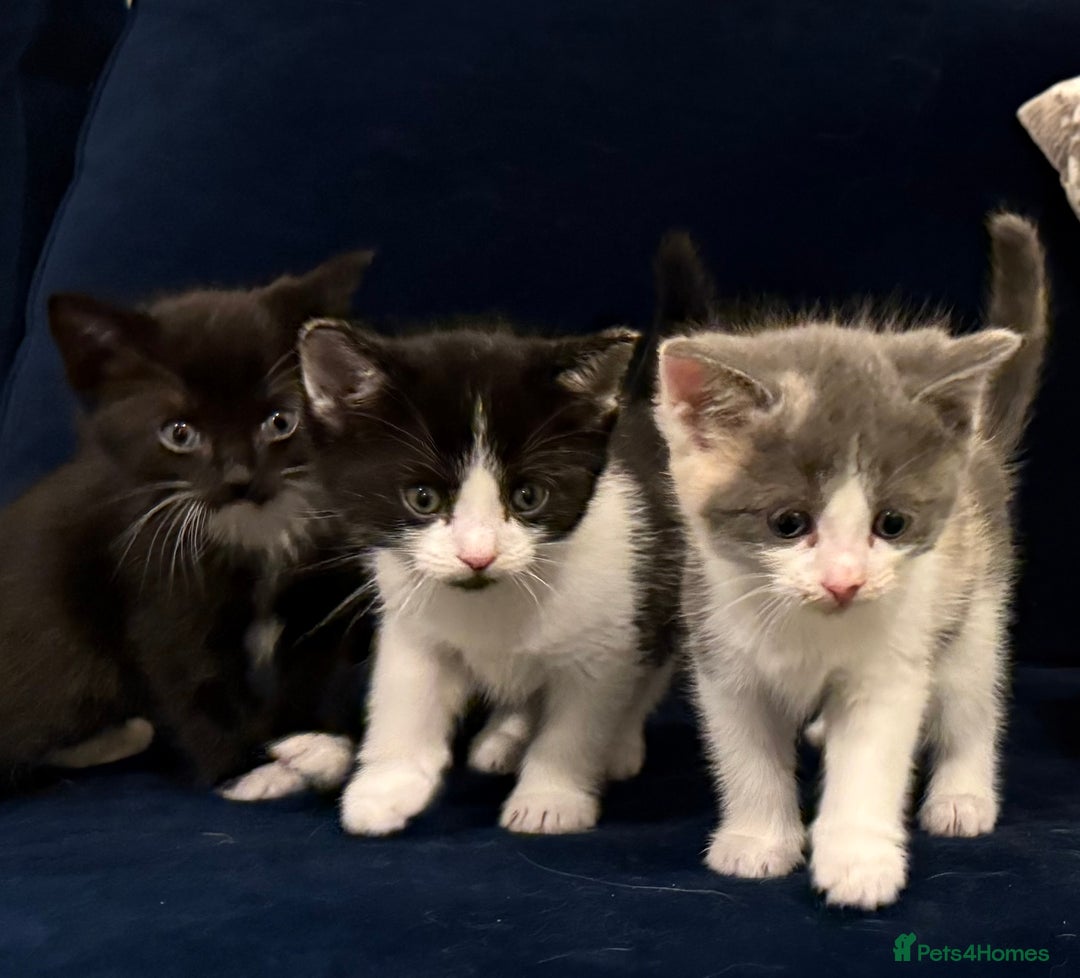 Ragdoll cats for sale: Ragdoll Cross Kittens for sale  - Image 2