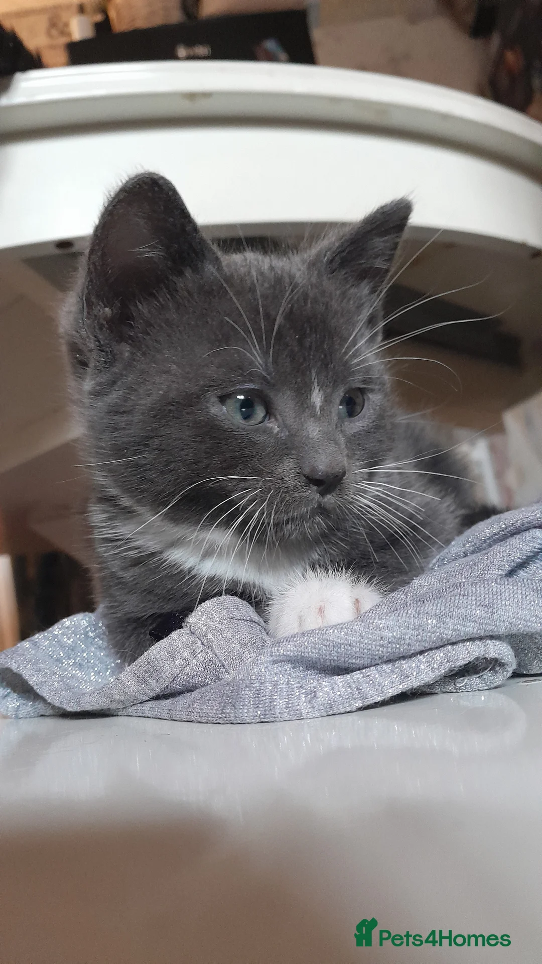 Mixed Breed cats for sale: 3 Beautiful kittens for sale  - Advert 2