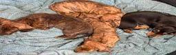Miniature Dachshund dogs for sale: READY NOW red Brindle boy miniature dachshund  - Advert 12