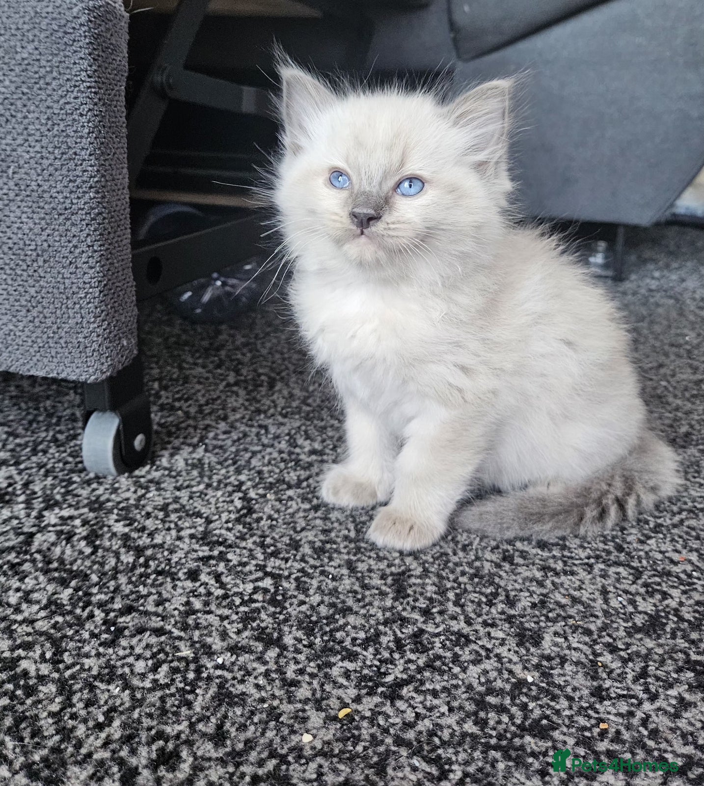 Ragdoll cats Ragdoll kittens (2 boys only) - Advert 7