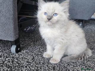 Ragdoll cats Ragdoll kittens (2 boys only) - Advert 7