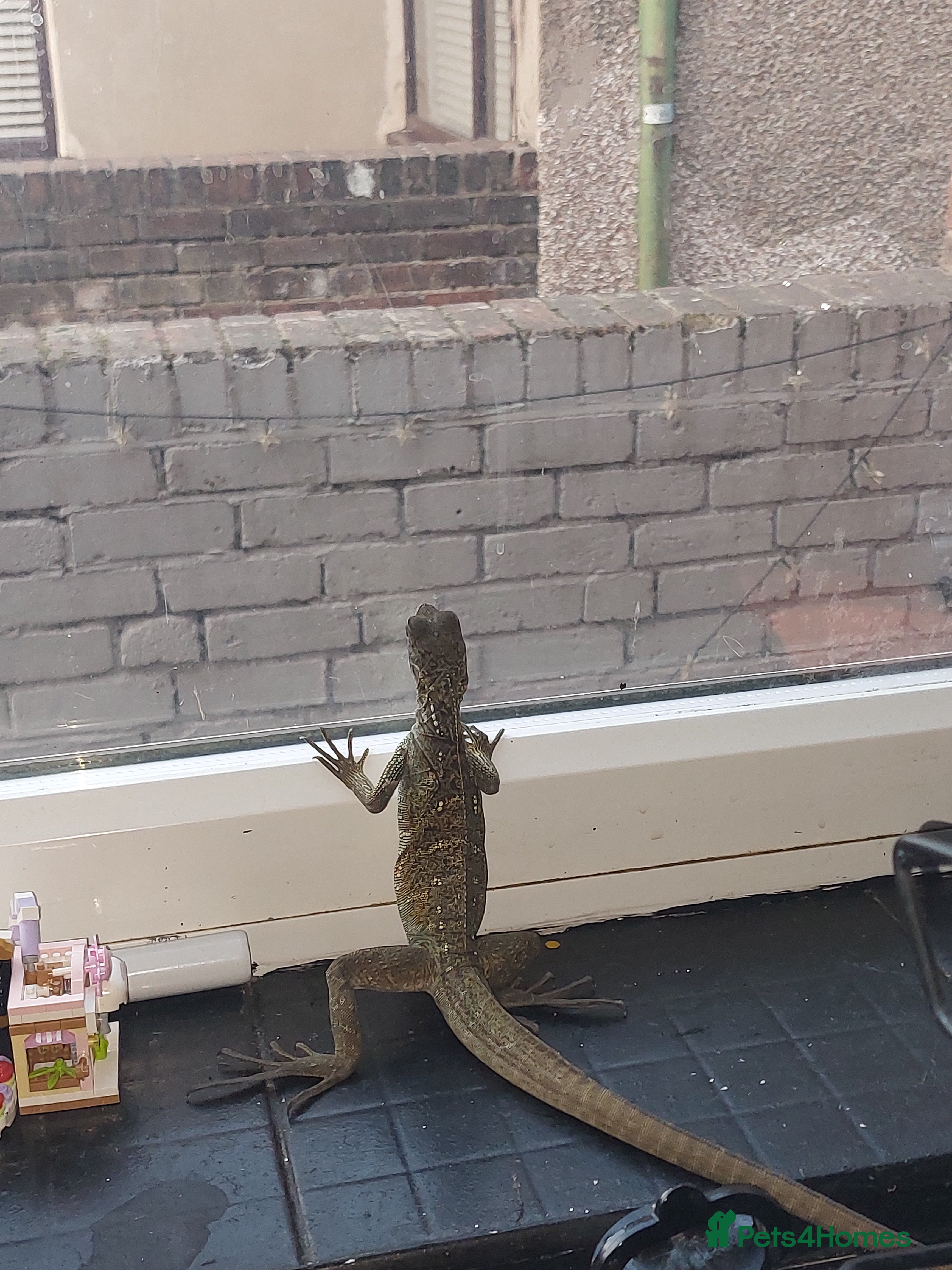 Lizard reptiles Sailfin dragon and full setup - Advert 4