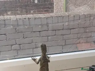 Lizard reptiles Sailfin dragon and full setup - Advert 1