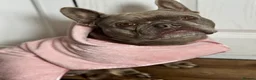 French Bulldog dogs for sale: 4y old female French bulldog  - Advert 8
