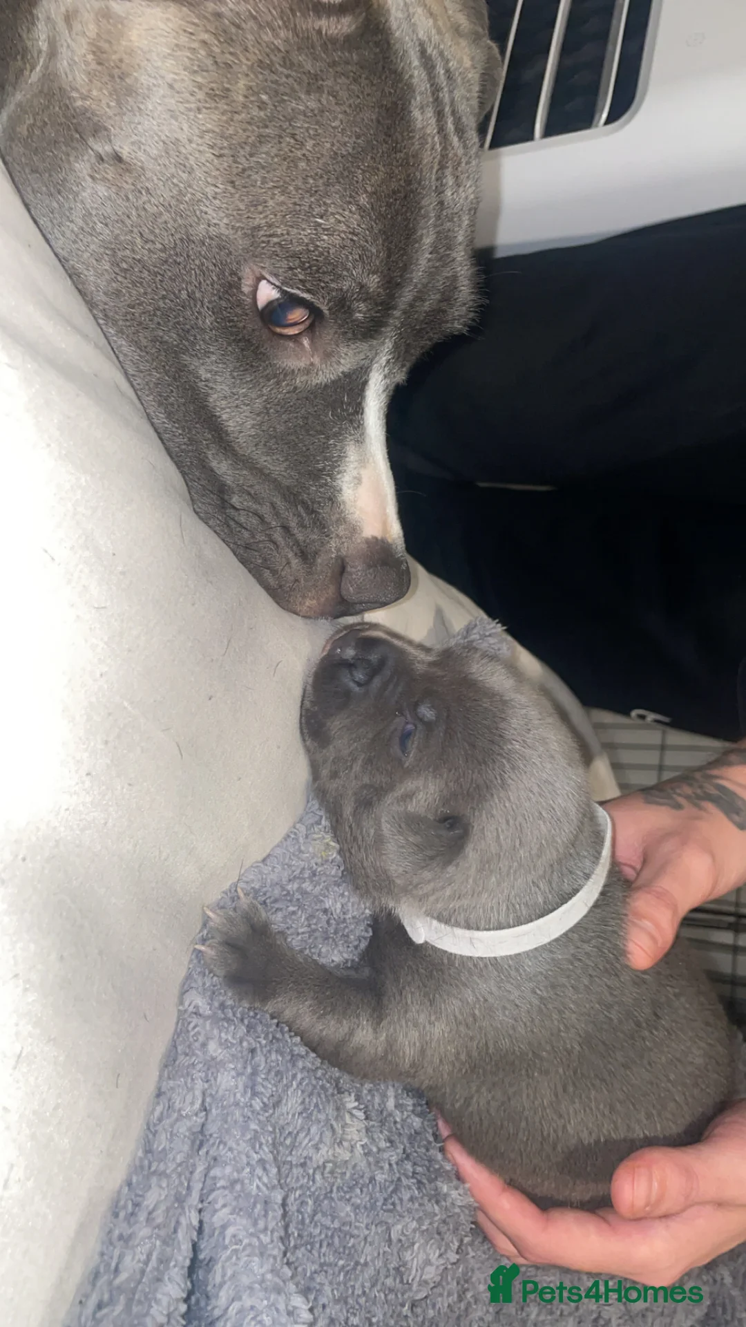 Staffordshire Bull Terrier dogs for sale: Blue staffie puppies   - Advert 8