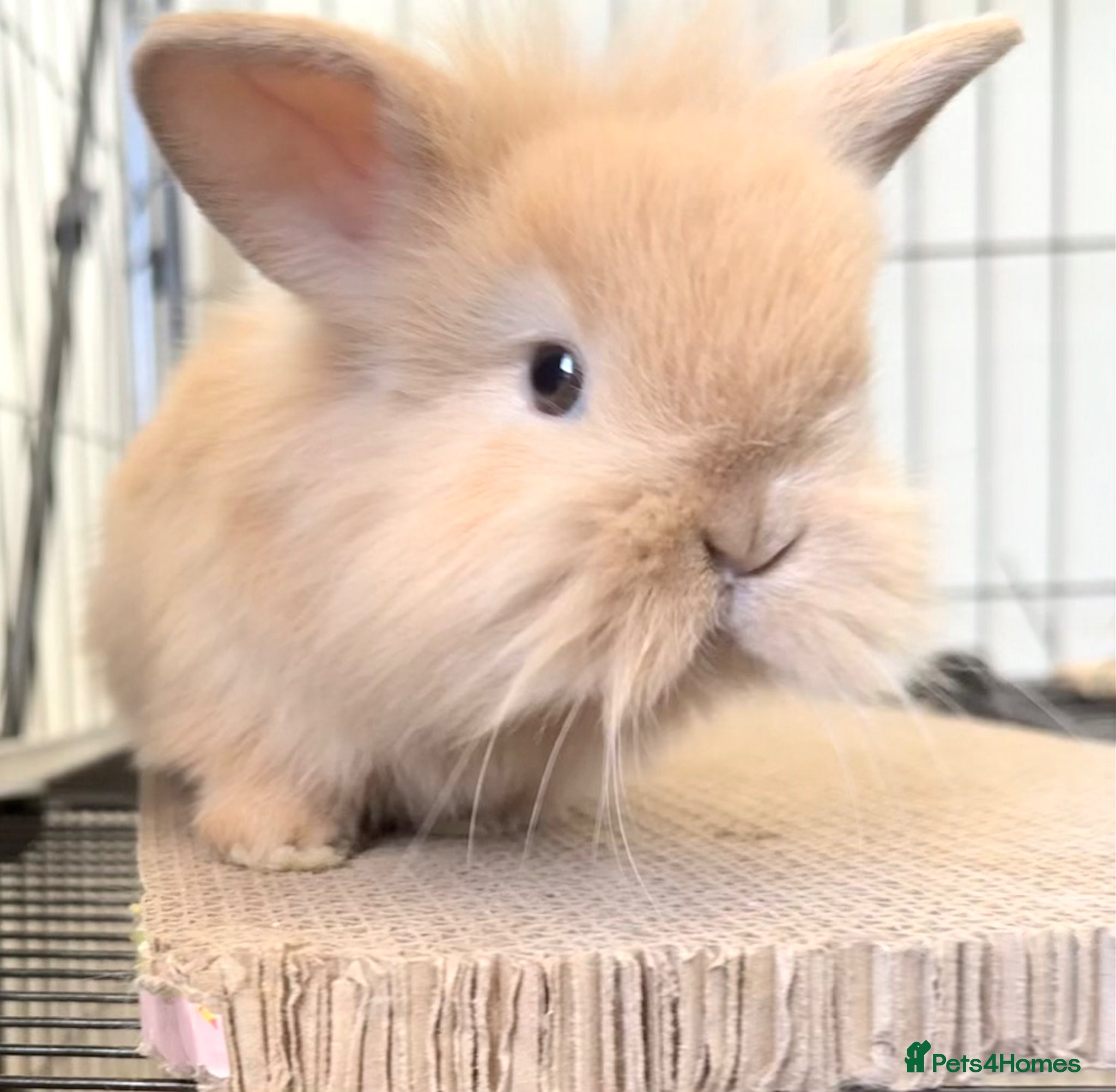 Lionhead rabbits Double Maned Lionheads Babies - Advert 3