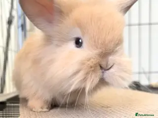 Lionhead rabbits Double Maned Lionheads Babies - Advert 3