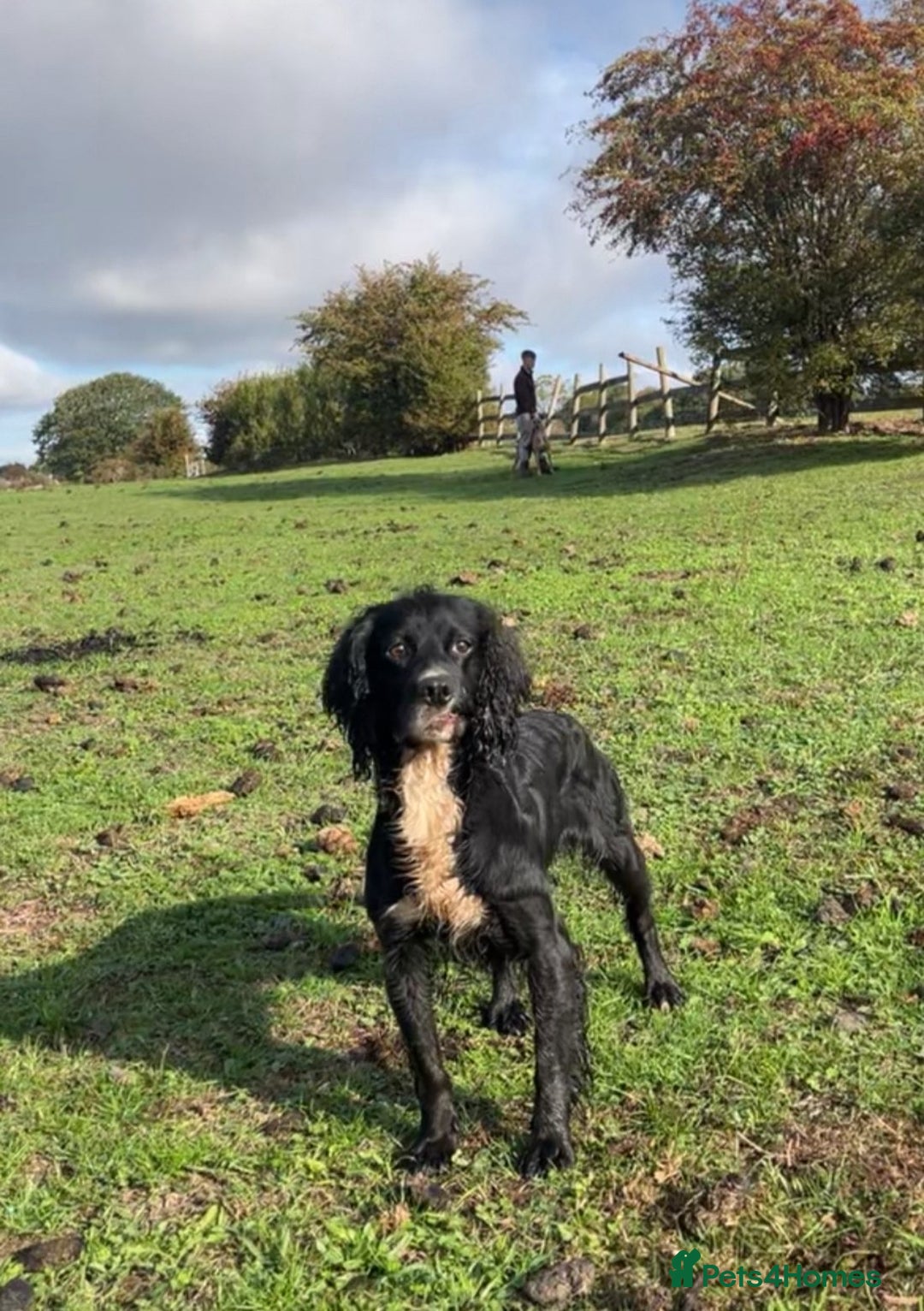 Cocker Spaniel dogs for sale: Cocker spaniel boy - Advert 8