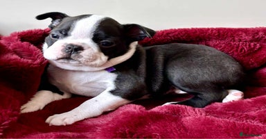 Boston Terrier dogs - Advert 6