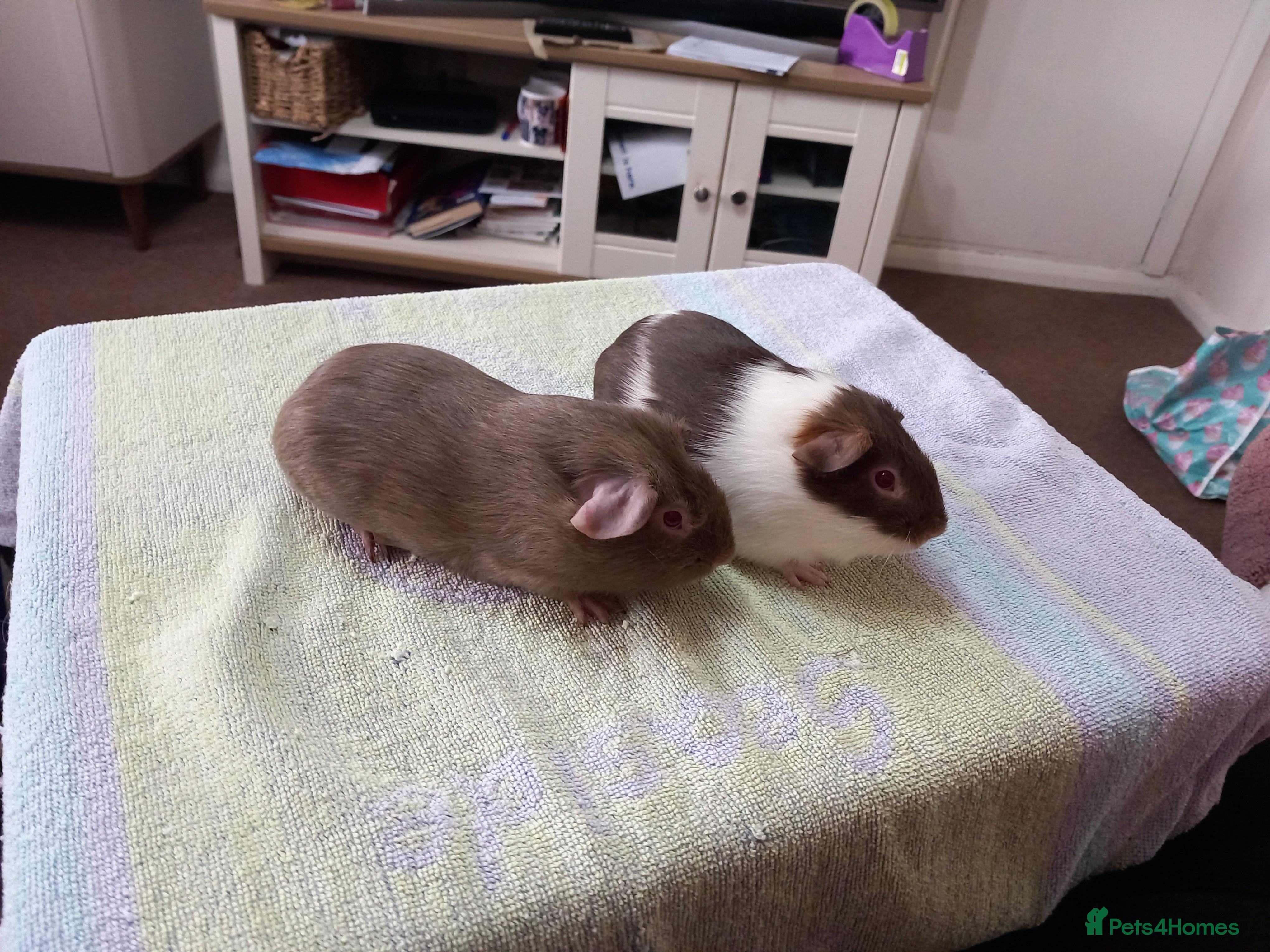 Guinea Pig rodents Baby guinea pigs for sale  - Advert 1