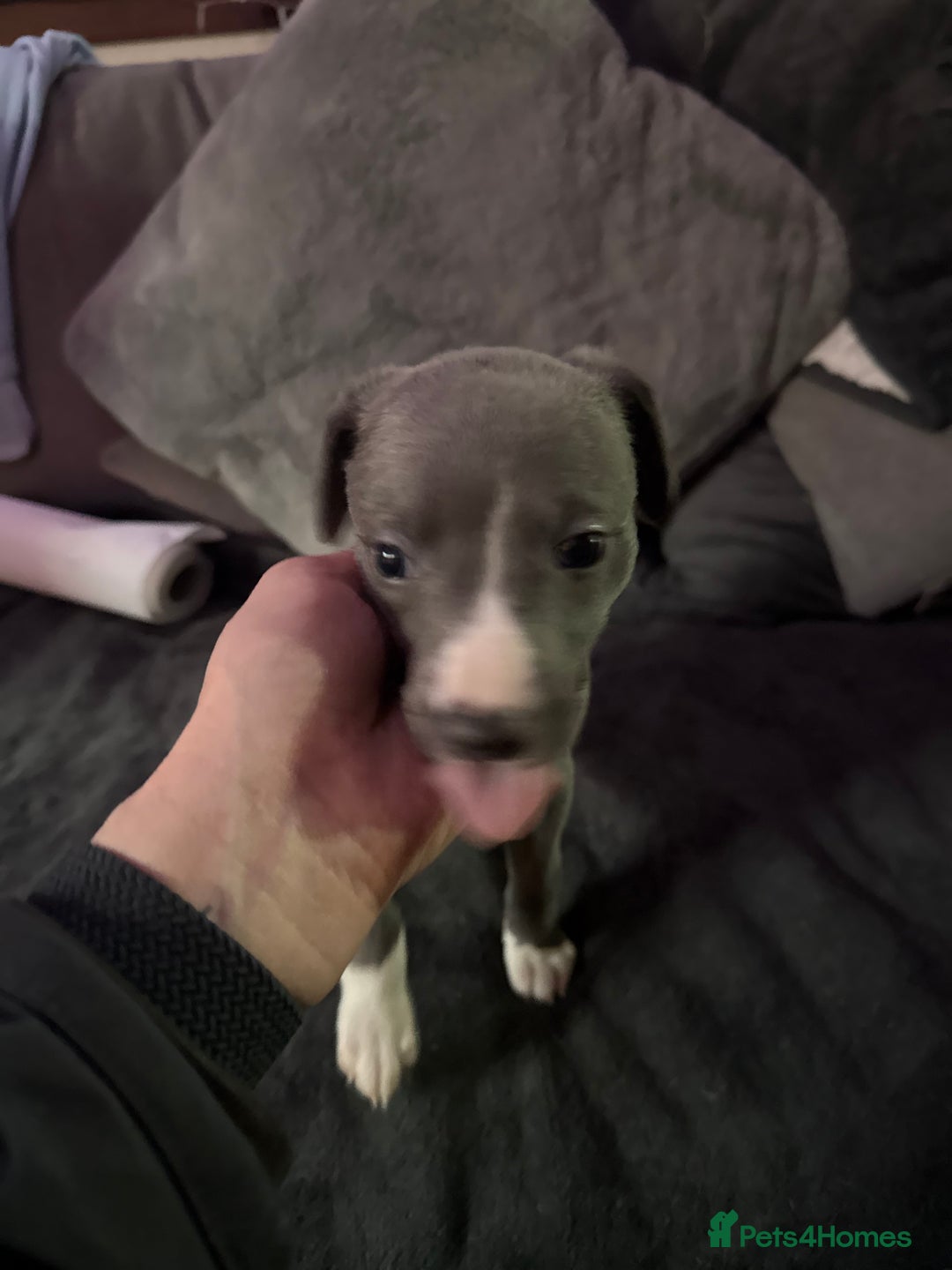 Whippet dogs for sale: Whippet puppies looking for exceptional homes - Advert 5