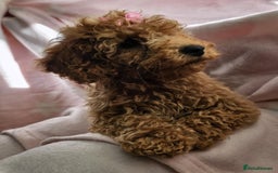 Cavapoo dogs for sale: Female Cavapoo pup  - Image 15