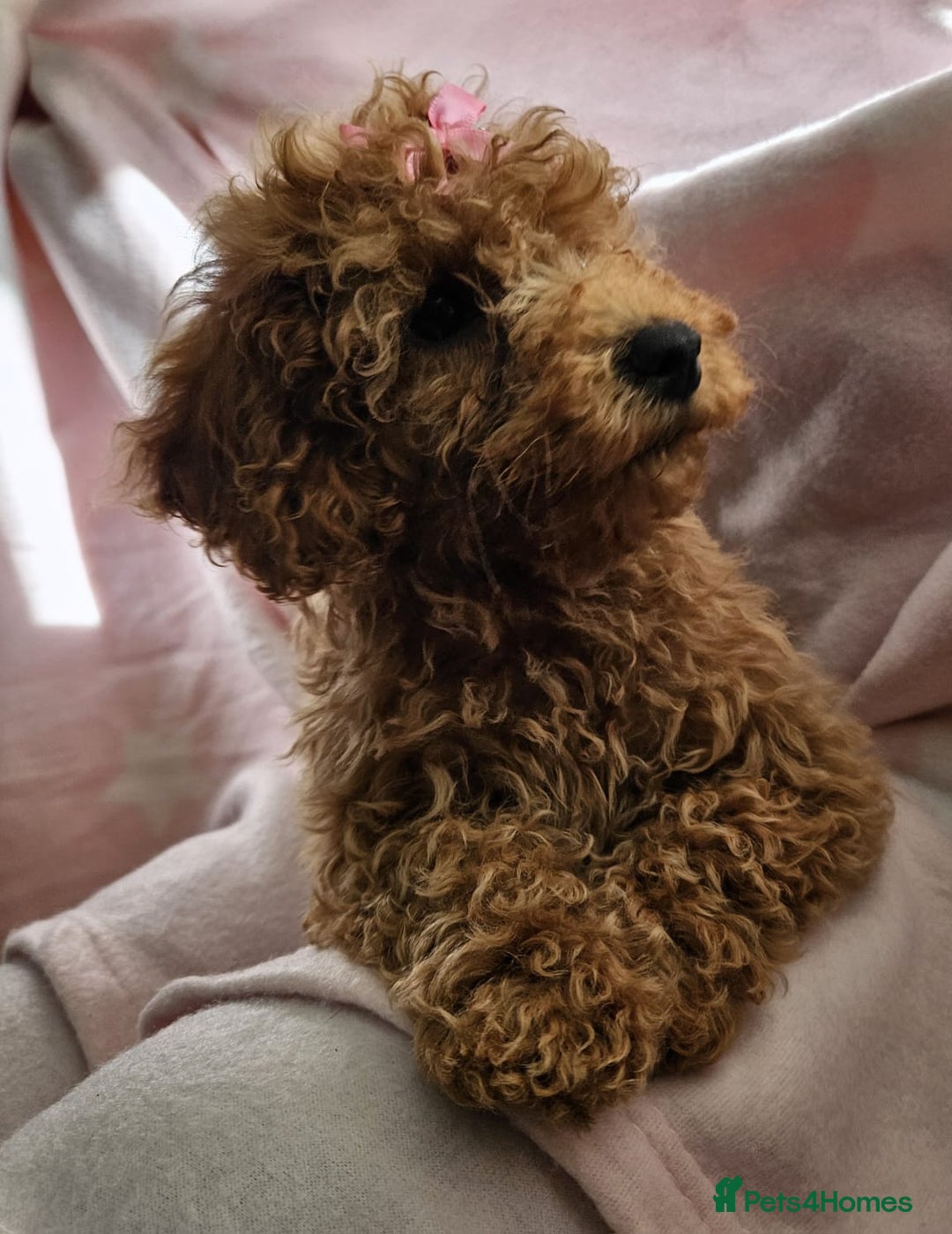 Cavapoo dogs for sale: Female Cavapoo pup  - Image 15