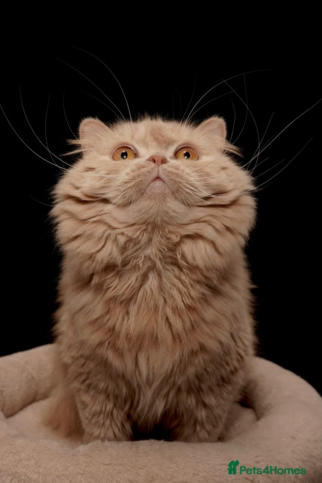 British Longhair cats for sale: Adult British Longhair Sparkle - Advert 4