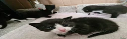 Mixed Breed cats for sale: Sweet kittens in Guildford - Advert 11