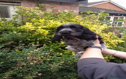 Cocker Spaniel dogs for sale: KC Registered Show type Cocker Spaniels  - Image 22