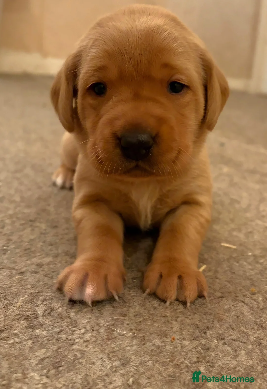 Labrador Retriever dogs for sale: KC Registered Fox Red and Yellow Labrador Puppies - Advert 10