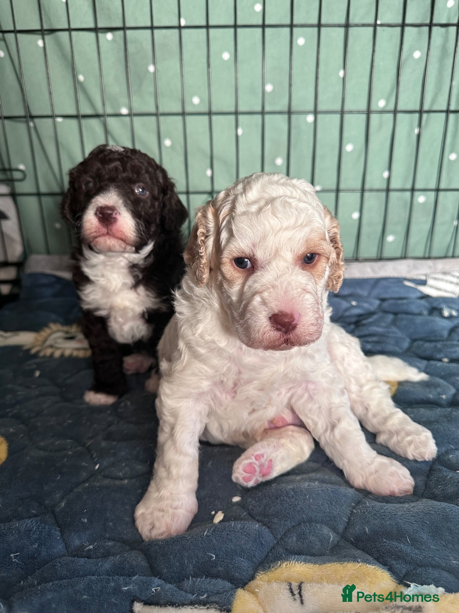 Double Doodle dogs 2 stunning Medium Double doodle puppies - Advert 13