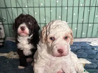 Double Doodle dogs 2 stunning Medium Double doodle puppies - Advert 1