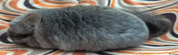 Chinchilla rodents for sale: Variety of chinchillas babys and adults - Advert 7