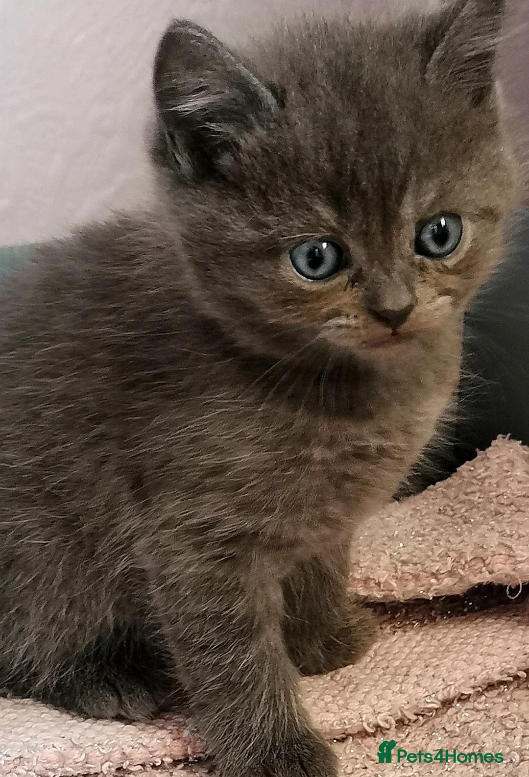 Mixed Breed cats for sale: ❤️Luxury Chinchilla Persian Scottish Fold Kittens - Advert 12