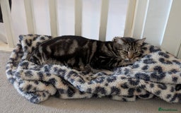 Bengal cats for sale: Marbled bengal boy - Image 3