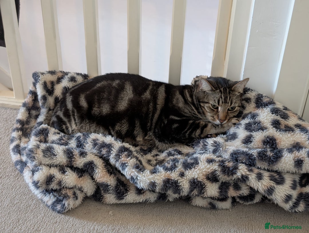 Bengal cats for sale: Marbled bengal boy - Image 3