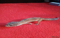 Leopard Gecko reptiles for sale: Baby's leopard geckos  in Rochester - Image 4