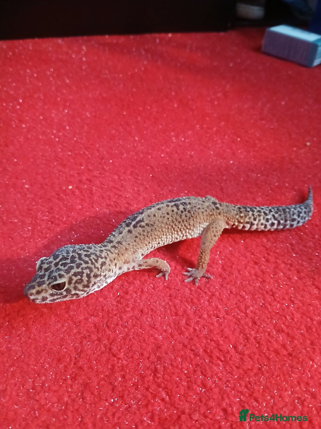 Leopard Gecko reptiles for sale: Baby's leopard geckos  in Rochester - Image 4