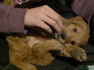 Cockapoo dogs Gorgeous fox red small cockapoos - Advert 1