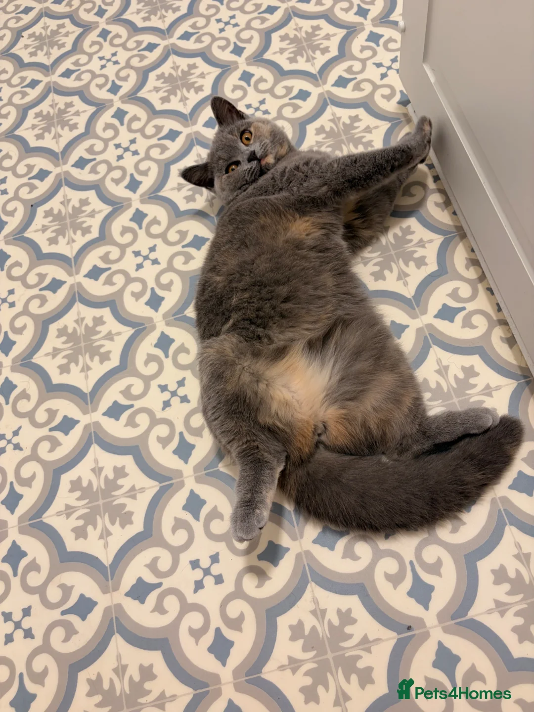 British Shorthair cats for sale: British shorthair  - Advert 2