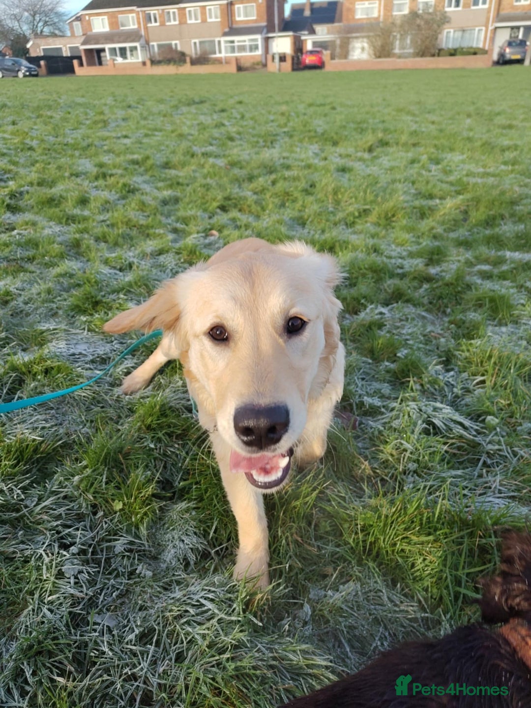 Golden Retriever dogs for sale: Beautiful 6 month golden retriever  - Advert 5