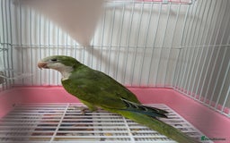 Parakeets birds for sale: Males and females DNA tested Quaker parrots babies - Image 14