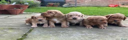 Cocker Spaniel dogs for sale: Gorgeous Working Cocker Spaniel Pups  - Advert 7