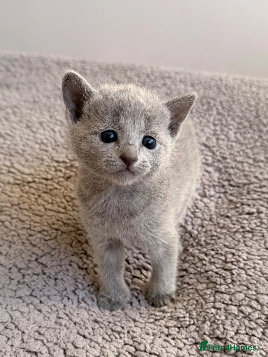 Russian Blue cats for sale: TICA registered pedigree russian blue kittens - Advert 2
