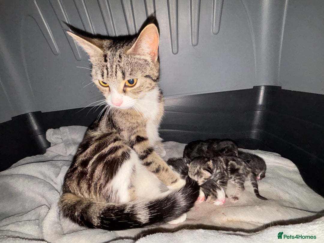 British Shorthair cats for sale: Two female kittens left  - Image 3