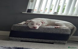 Mixed Breed dogs for sale: Dog for sale to good home - Image 2